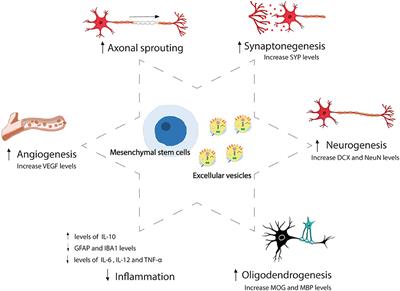 Recovery After Stroke: New Insight to Promote Brain Plasticity